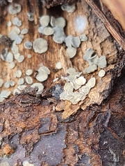 Mollisia caespiticia