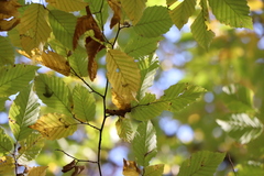 Carpinus betulus