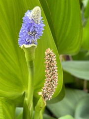 Pontederia cordata