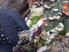 Auricularia mesenterica