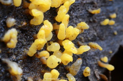 Calocera glossoides