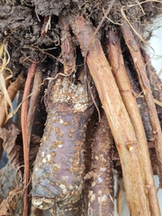 Mollisia caespiticia