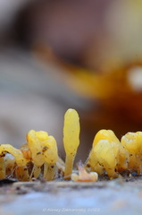 Calocera glossoides