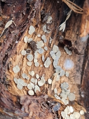 Mollisia caespiticia