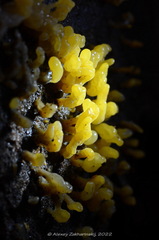 Calocera glossoides