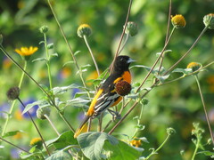 Icterus galbula