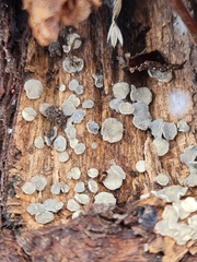 Mollisia caespiticia