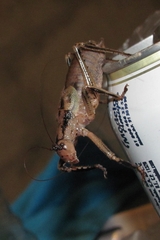 Nesoecia