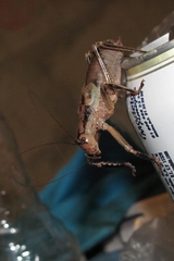 Nesoecia