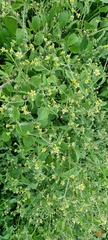 Galinsoga parviflora
