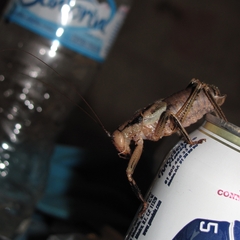 Nesoecia