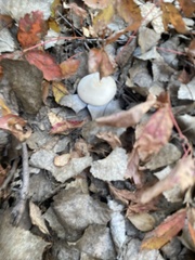 Leucoagaricus leucothites