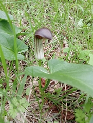Arisarum simorrhinum