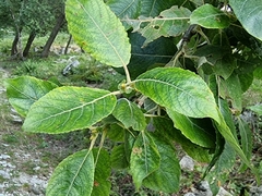 Salix caprea