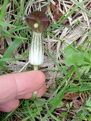 Arisarum simorrhinum