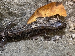Desmognathus perlapsus