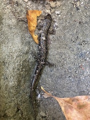 Desmognathus perlapsus