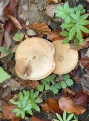 Cortinarius caperatus
