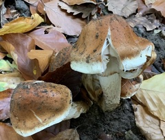 Cortinarius vulpinus