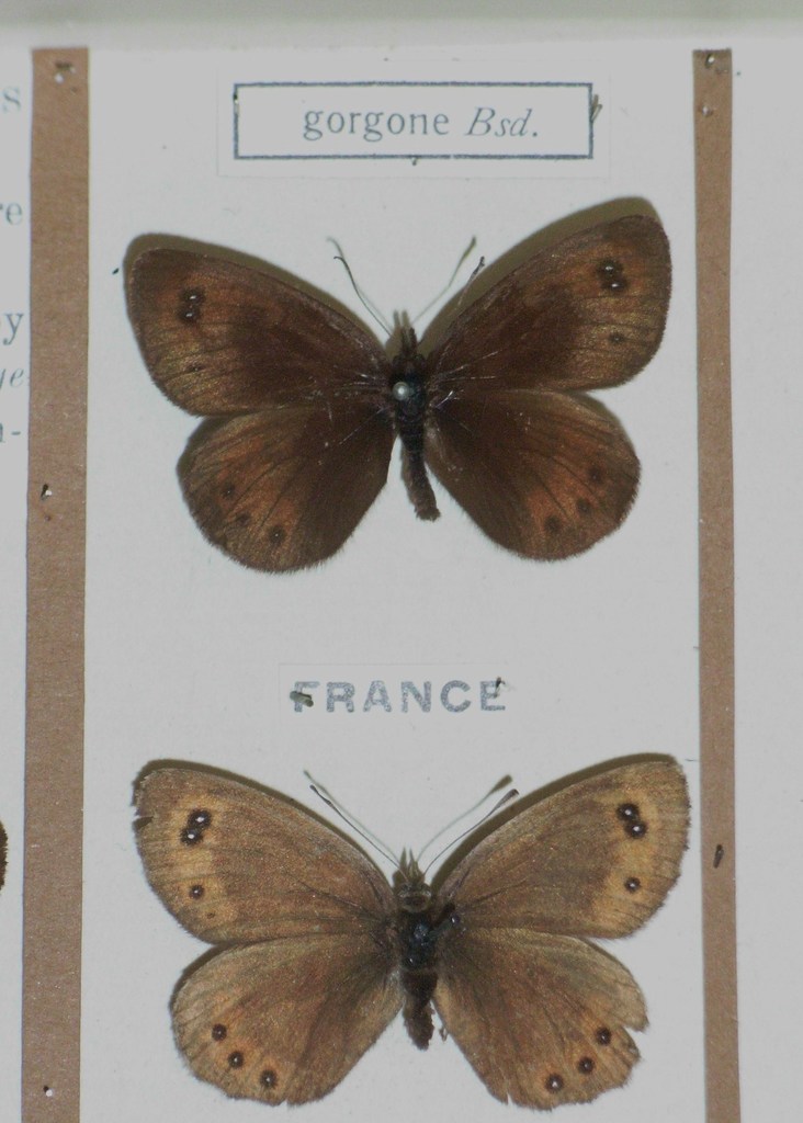 Gavarnie Ringlet
