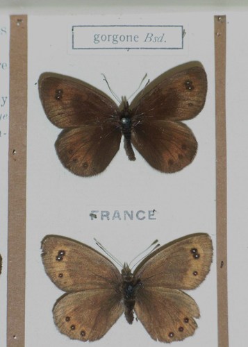 Gavarnie Ringlet