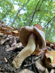 Cortinarius vulpinus