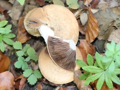 Cortinarius caperatus