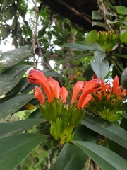 Aeschynanthus fulgens