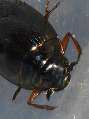 Gyrinus