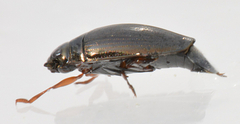 Gyrinus
