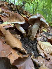 Cortinarius vulpinus