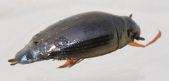 Gyrinus