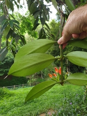 Aeschynanthus fulgens