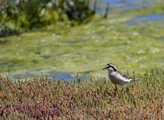 Charadrius pecuarius