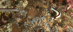 Baseodiscus hemprichii