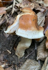 Cortinarius vulpinus