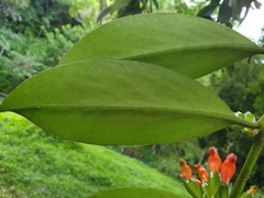 Aeschynanthus fulgens