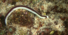 Baseodiscus hemprichii