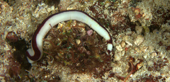 Baseodiscus hemprichii