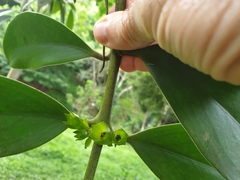 Aeschynanthus fulgens