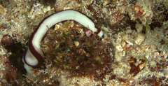 Baseodiscus hemprichii