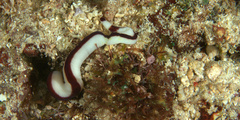 Baseodiscus hemprichii