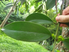 Aeschynanthus fulgens