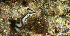 Baseodiscus hemprichii