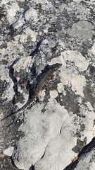 Pseudocordylus microlepidotus