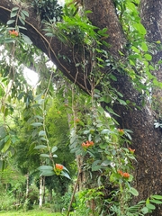 Aeschynanthus fulgens