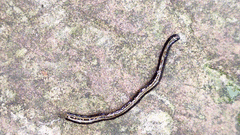 Geoplanidae