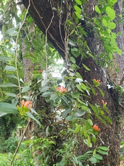 Aeschynanthus fulgens