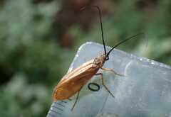 Anabolia