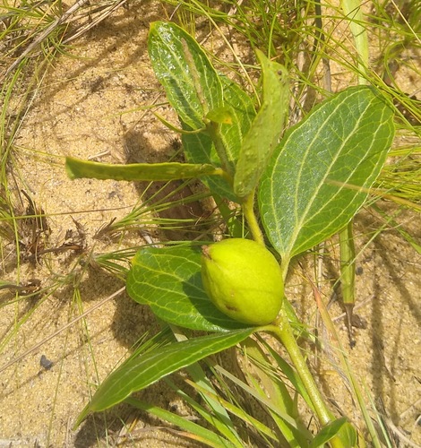 Anisophyllea image